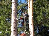 Услуги альпинистов, для спиливания дерева
